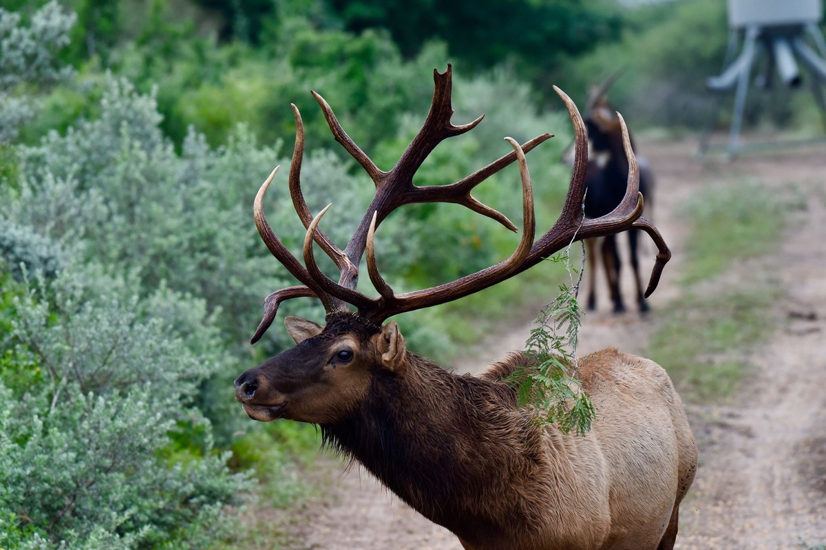 Exotic Hunts in South Texas Santa Cruz Ranch